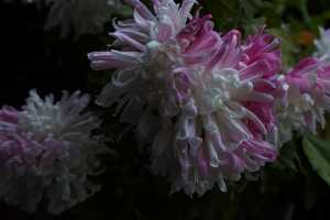 CHRYSANTHEMUM-24 (12)